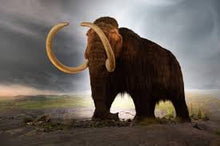 Siberian Mammoth Molar Yakut knf. (Right-grind)